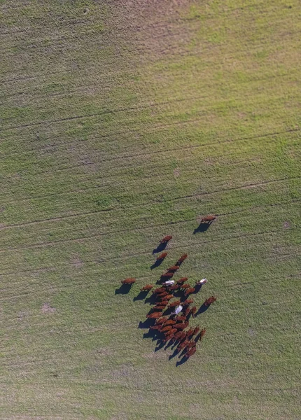 Luchtfoto Van Koeien Buenos Aires Argentinië — Stockfoto