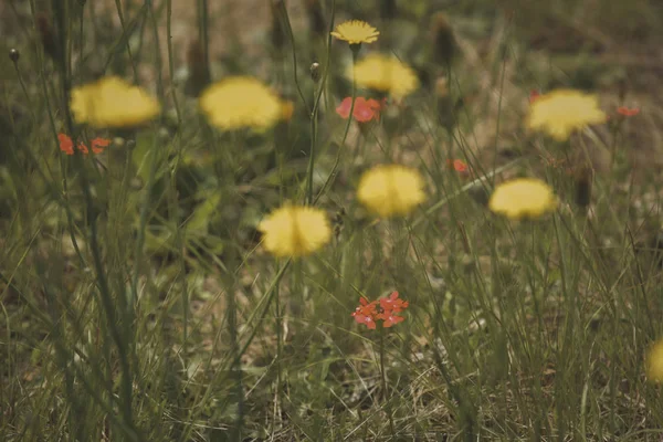 春天的野花 巴塔哥尼亚 阿根廷 — 图库照片
