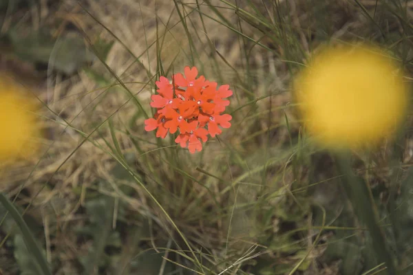 春天的野花 巴塔哥尼亚 阿根廷 — 图库照片