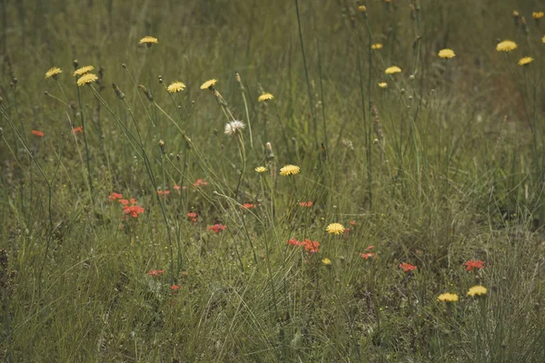 Wilde Bloemen Het Voorjaar Patagonia Argentinië — Stockfoto