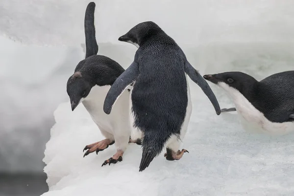 Adélie Tučňáci Ostrově Paulet Antarktida — Stock fotografie
