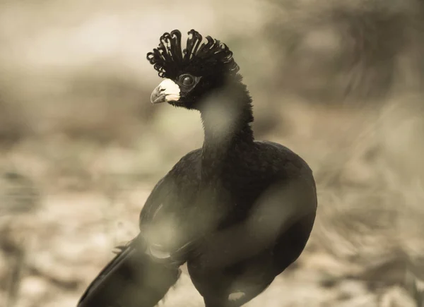 Bare Faced Curassow Ambiente Giungla Pantanal Brasile — Foto Stock