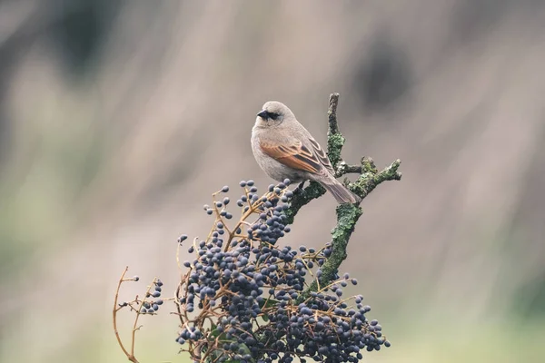 Uccello Seduto Sull Albero — Foto Stock