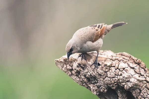 Ağacın Üzerinde Oturan Cowbird — Stok fotoğraf