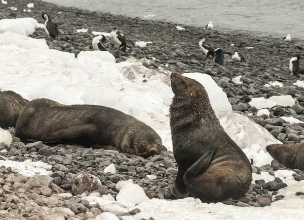 Foche Pelliccia Antartiche Sulla Spiaggia — Foto Stock