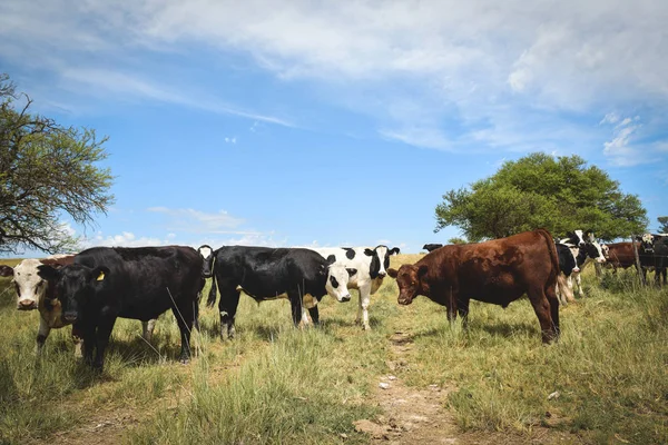 Vacas Jujuy Argentina Argentina — Fotografia de Stock