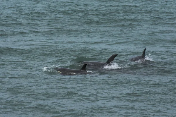 Orcas Caça Patagônia Península Valdes — Fotografia de Stock