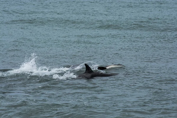 Caza Orcas Patagonia Península Valdés — Foto de Stock