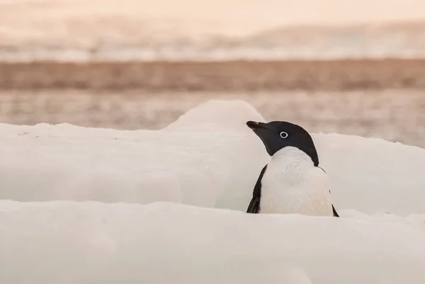 Πιγκουίνος Adelie Στο Νησί Paulet Ανταρκτική — Φωτογραφία Αρχείου