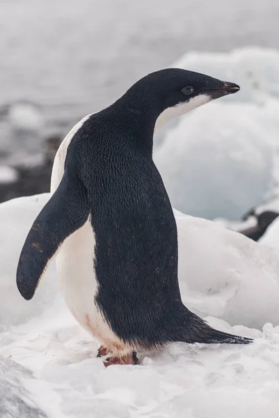 Adelie Penguin Het Eiland Paulet Antarctica — Stockfoto