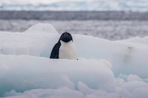 Pingüino Adelie Isla Paulet Antártida — Foto de Stock