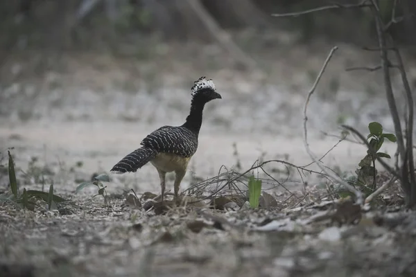 Bare Faced Curassow Ambiente Giungla Pantanal Brasile — Foto Stock