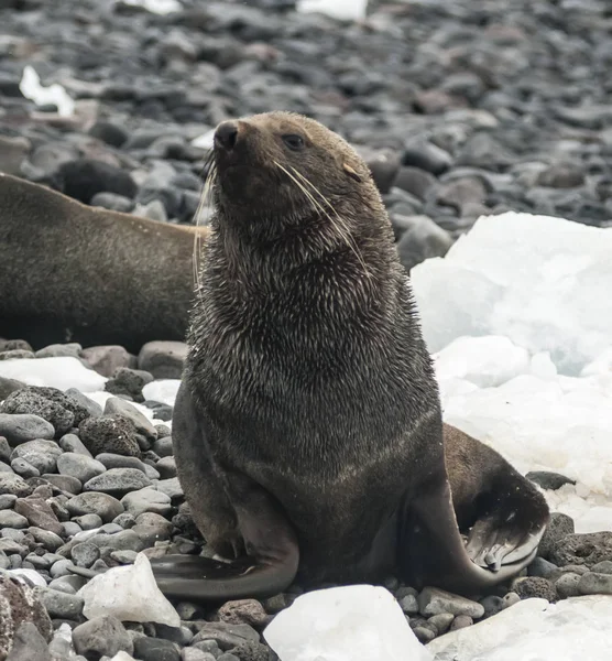 Foca Pelliccia Antartica Sulla Spiaggia Antartide — Foto Stock