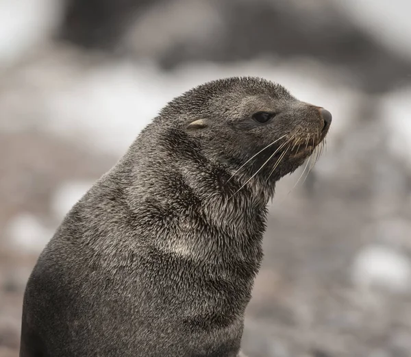 Antarctic Fur Seal Beach Antarctica — Stock Photo, Image