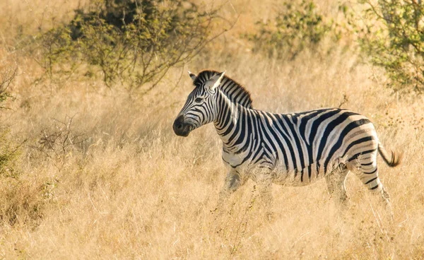 Zebras Der Wilden Natur Südafrikas — Stockfoto
