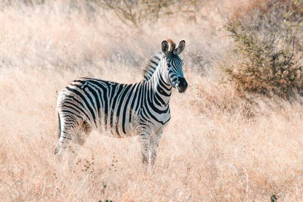 Cebra Común Naturaleza Salvaje Sudáfrica —  Fotos de Stock