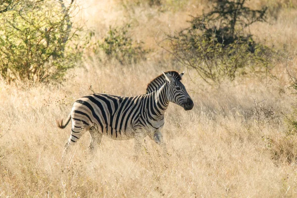 Звичайна Зебра Дикій Природі Південної Африки — стокове фото