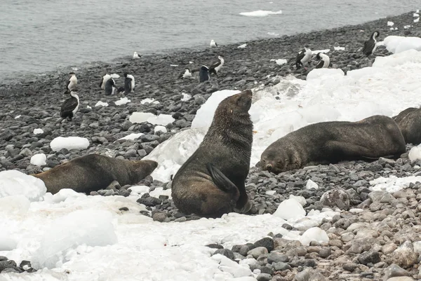 Foche Pelliccia Antartiche Sulla Spiaggia — Foto Stock