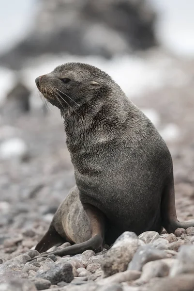 Otarie Antarctique Sur Plage Antarctique — Photo