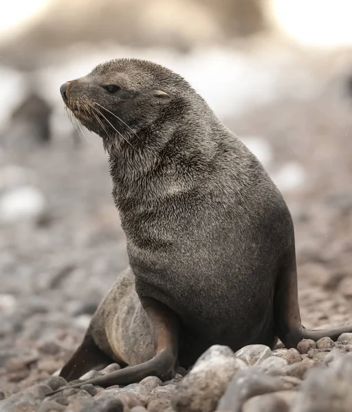 Foca Pelliccia Antartica Sulla Spiaggia Antartide — Foto Stock