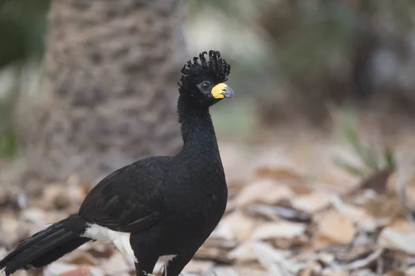 Bare Faced Curassow Jungle Environment Pantanal Brazil — Stock Photo, Image