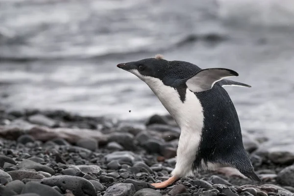 Adelie Penguin Paulet Island Antartide — Foto Stock