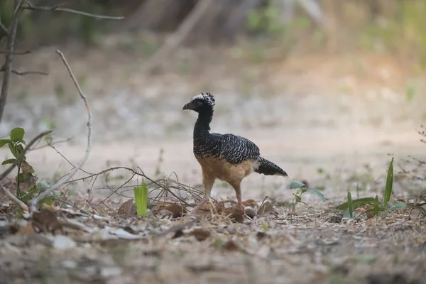 Bare Faced Curassow Ambiente Giungla Pantanal Brasile — Foto Stock