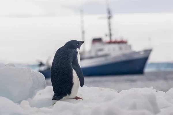 Nave Expedición Crucero Por Paisaje Antártico —  Fotos de Stock