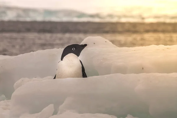 Gentoo Penguin Hannah Point Antártida — Fotografia de Stock