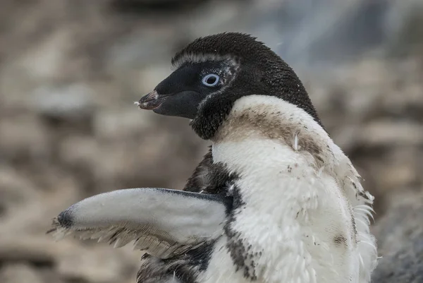 Adelie Penguin Paulet Adasında Antarktika — Stok fotoğraf