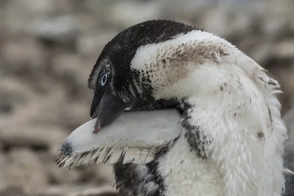 Adelie Penguin Paulet Adasında Antarktika — Stok fotoğraf