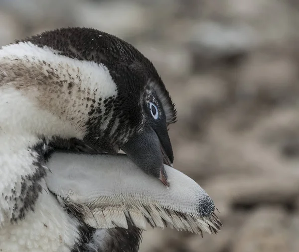 Pinguim Adelie Ilha Paulet Antártida — Fotografia de Stock