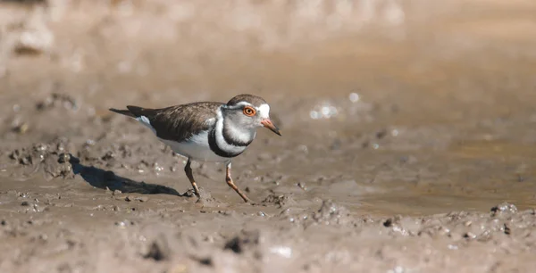 Três Plover Banhado Ambiente Pântano África Sul — Fotografia de Stock