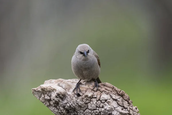 Cowbird Сидячи Дереві — стокове фото