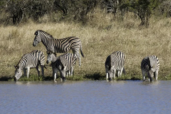 Herd of zebras in  African Savannah