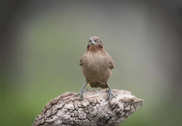 Pássaro Cacholote Marrom Região Pampas Argentina — Fotografia de Stock