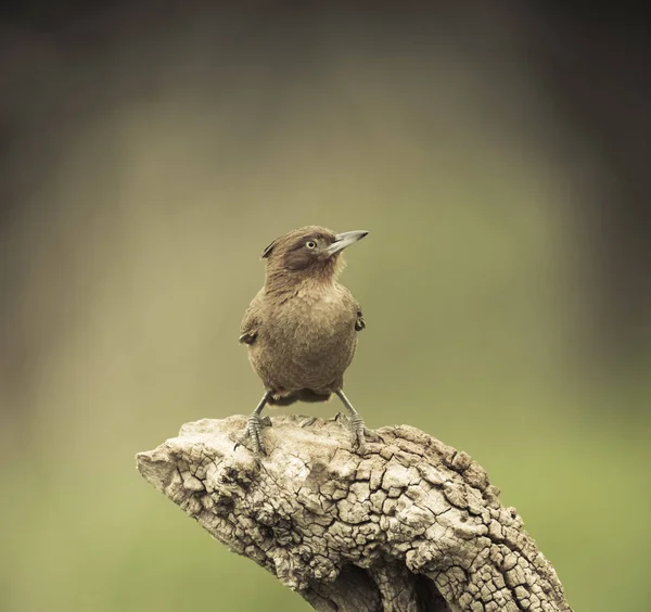 Hnědé Cacholote Pták Pampy Regionu Argentina — Stock fotografie