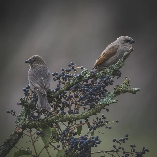 Cowbirds Сидячи Дереві — стокове фото