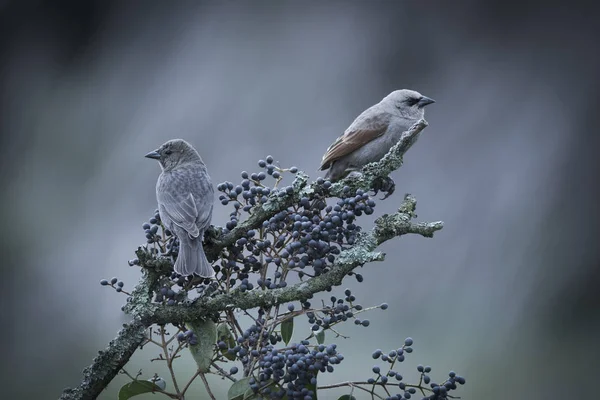 Cowbirds 나무에 — 스톡 사진