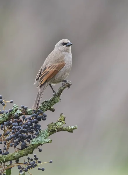 Cowbird Sentado Árvore — Fotografia de Stock