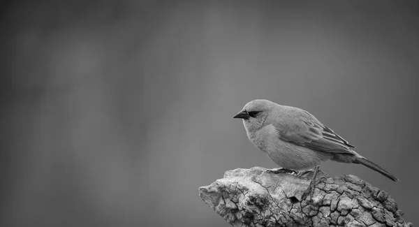 Cowbird — Stock Fotó