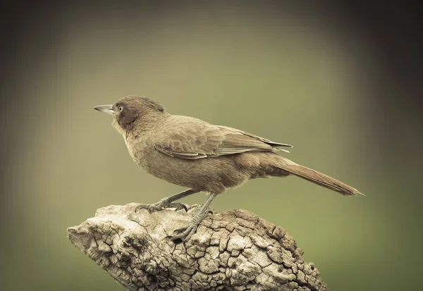 Pseudoseisura Brązowy Ptak Pampas Region Argentyna — Zdjęcie stockowe