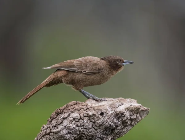 Pseudoseisura Brązowy Ptak Pampas Region Argentyna — Zdjęcie stockowe