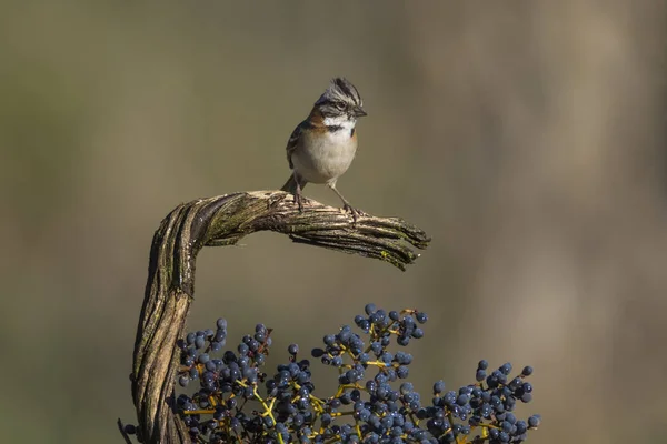 Rufous Yakalı Serçe Pampas Patagonya Arjantin — Stok fotoğraf