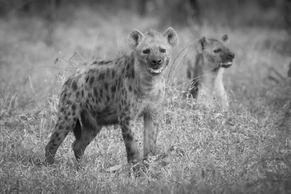 Hyänen Freier Natur Südafrikas — Stockfoto