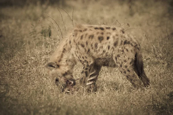 Hyena Natureza Selvagem África Sul — Fotografia de Stock