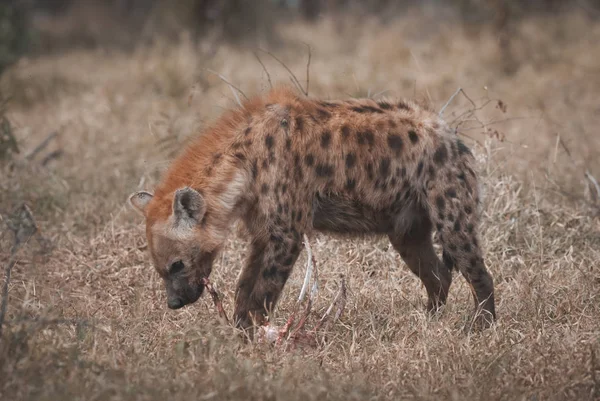 Hyena Natureza Selvagem África Sul — Fotografia de Stock