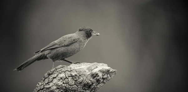 Бурая Кахолотная Птица Область Пампасов Аргентина — стоковое фото