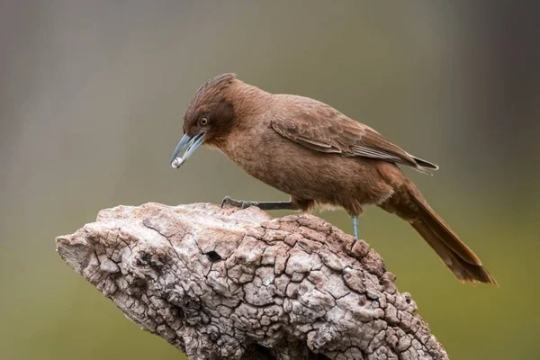 Pseudoseisura Brązowy Ptak Pampas Region Argentyna — Zdjęcie stockowe