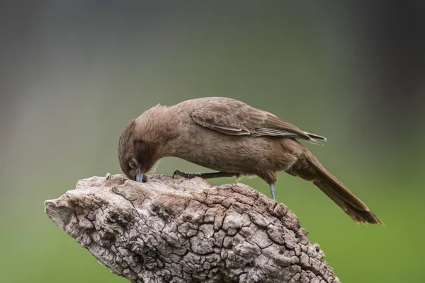Brauner Cacholote Vogel Pampasregion Argentinien — Stockfoto